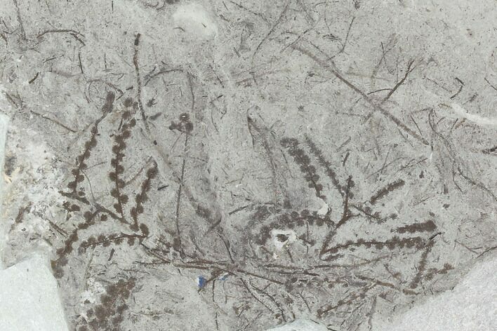 Plate Of Silurian Fossil Algae (Leveillites) - Estonia #102654